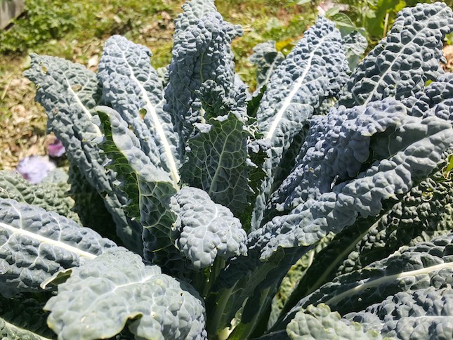 How to grow brassicas