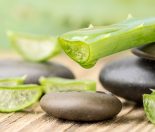 aloe-vera-kiwi-families