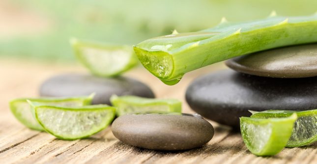 Fun in the sun the natural way aloe-vera-kiwi-families