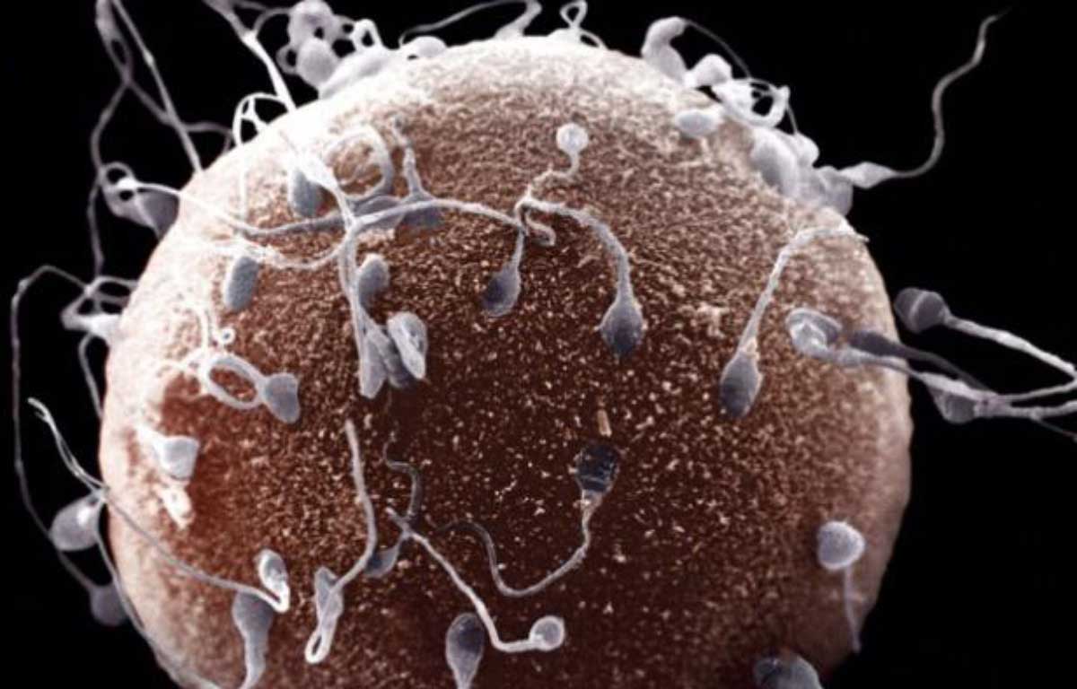 Natural family planning 3 key methods to predict ovulation Kiwi