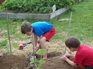 Planting Pumpkins