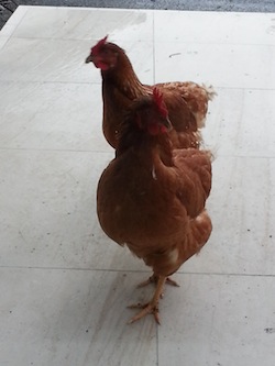 Spending time as a family Chickens