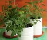 herbs - upcycled cans