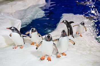 Kelly Tarlton’s passes Kelly Tarlton's