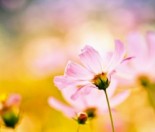 celebrating happiness