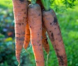 How to grow carrots