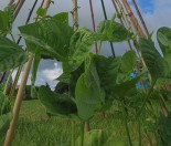 Grow a bean tee-pee