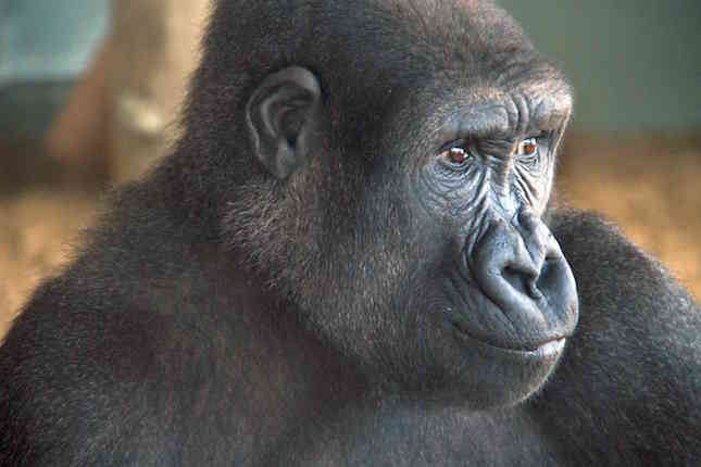 Orana Wildlife Park family passes Orana Wildlife Park competition