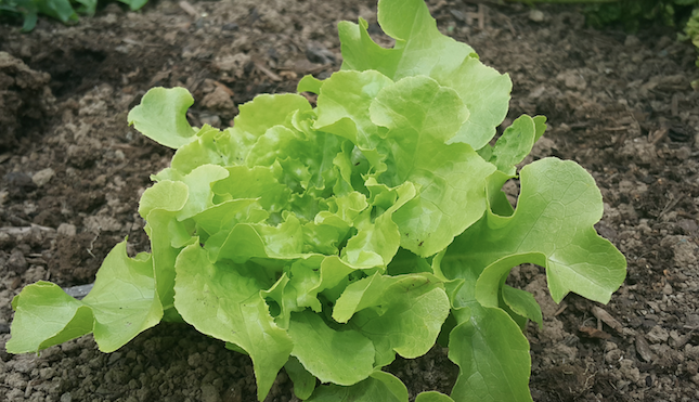How to grow salad