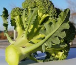 How to grow brassicas