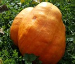 how-to-grow-a-giant-pumpkin