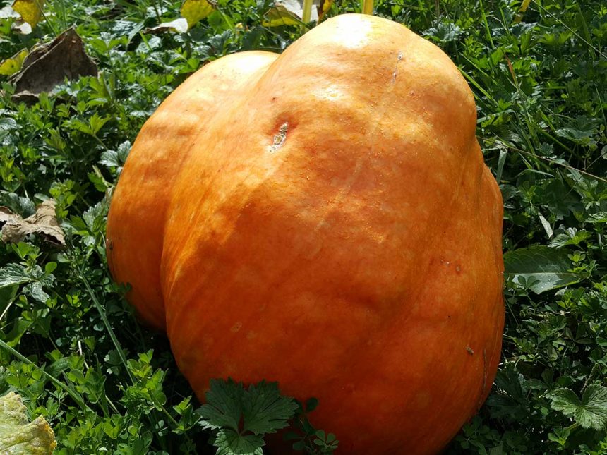How to grow a giant pumpkin - Kiwi Families
