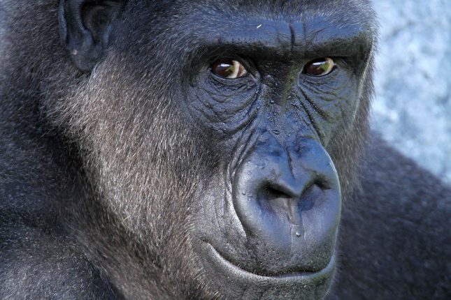 One family pass to Orana Wildlife Park gorilla