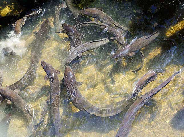 Pukaha-Mt-Bruce-eels