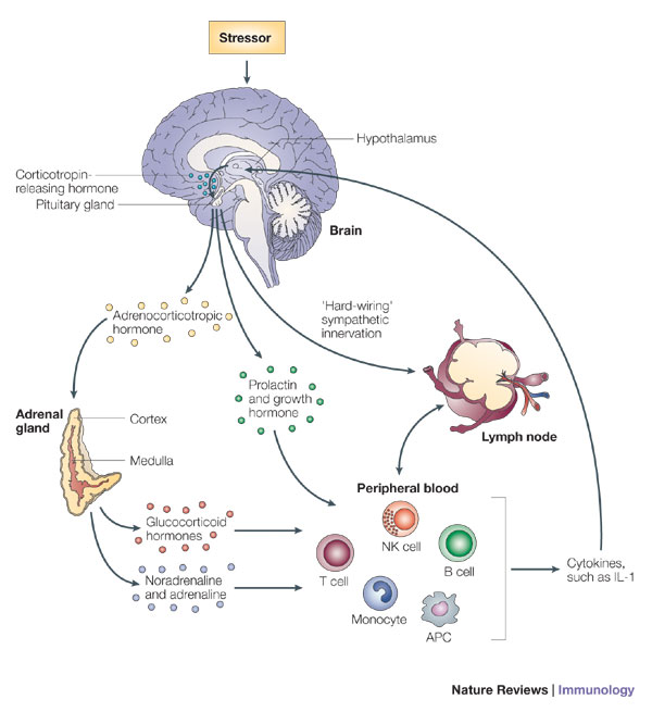 Source: Stress-induced immune dysfunction: implications for health (Glaser & Kiecolt-Glaser)