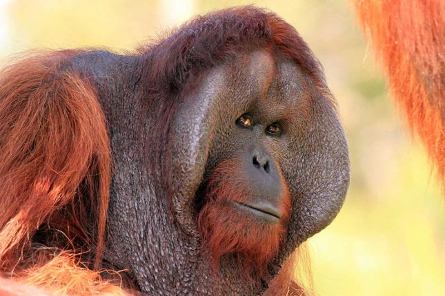 Win a Family Pass (2 adults + 3 kids) to Orana Wildlife Park Orana Wildlife Park-Orangutan