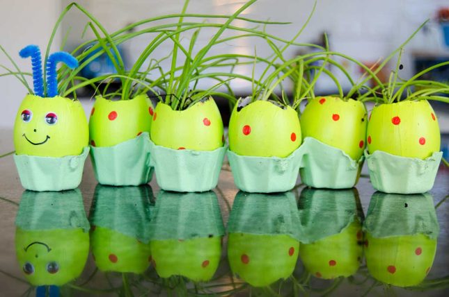 Egg shell caterpillar microgreen garden for kids