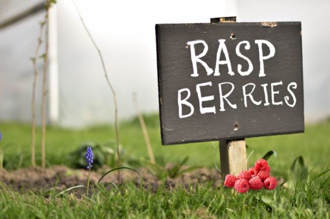 Ravishing Homemade Raspberry Cordial Recipe-raspberry patch