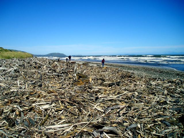 Driftwood-Hunting-Kiwi-Families