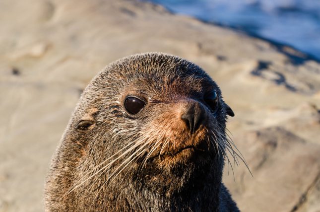 Tora Coastal Walkway Wairarapa-Day 2-fur seal