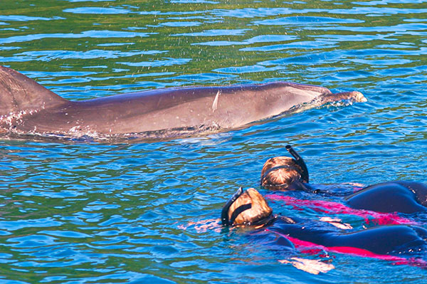swimming-with-dolphins-tour-things to do in Picton