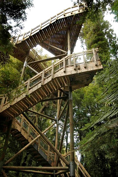 Canopy Tower Maungatautari