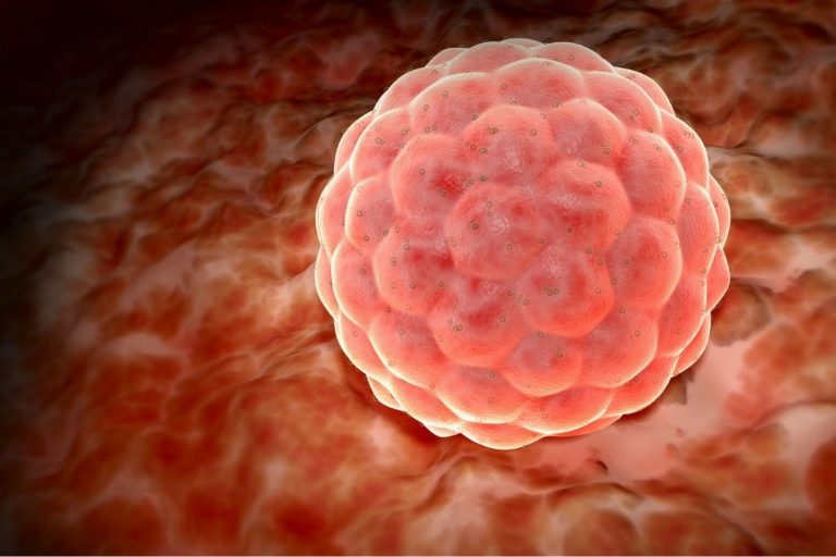 3 Weeks Pregnant – Your Baby, You & Your Body, Advice and More 3 Weeks pregnant