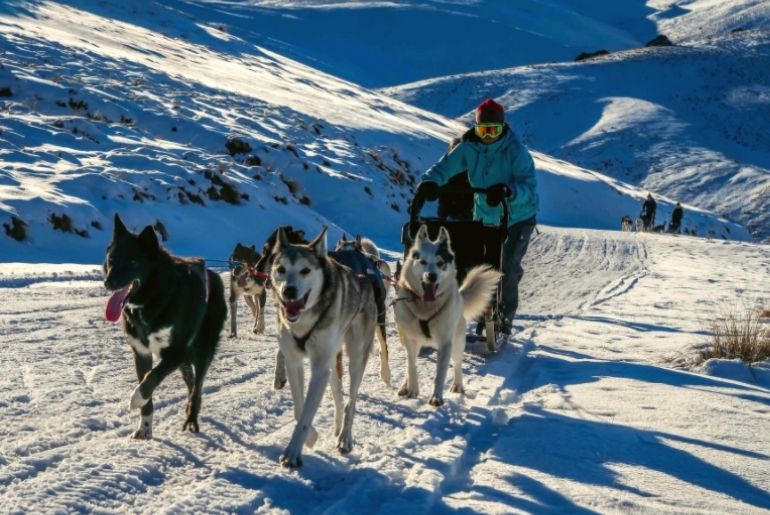 Things to do in Wanaka with Kids - UnderDog Dog Sled Tours