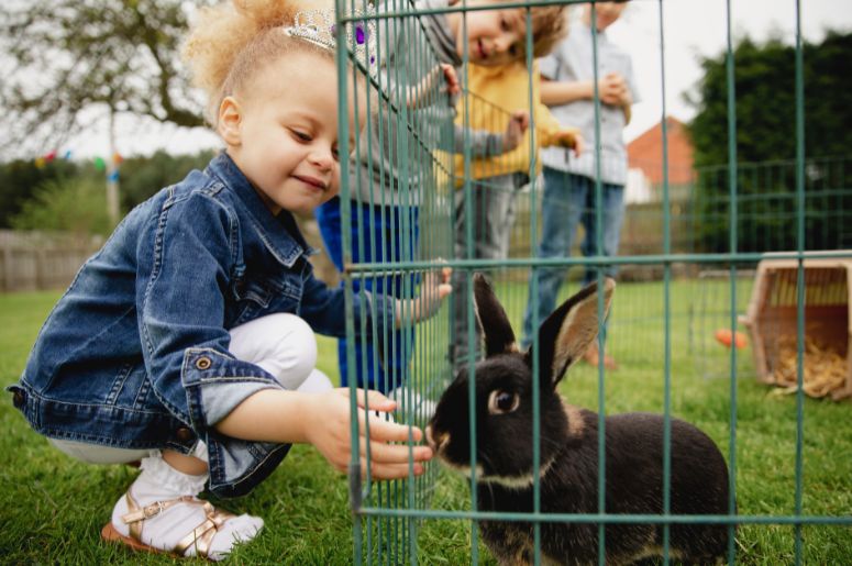 New Zealand pet owners-rabbit