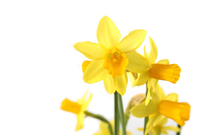 Birthstones and Birth Flowers-March-Daffodil
