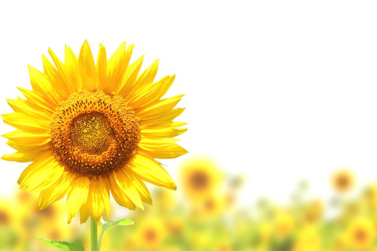 Birthstones and Birth Flowers-May-Sunflower