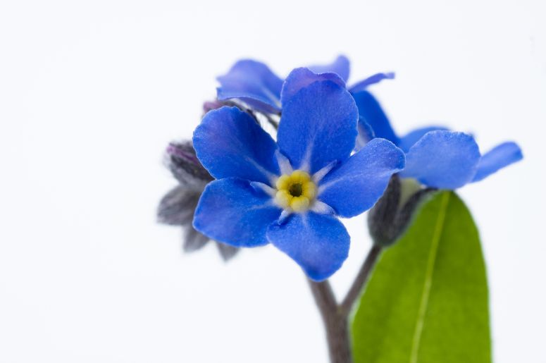 Birthstones and Birth Flowers-September-Forget Me not